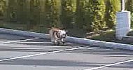 The coolest dog ever!