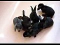 Видео - Кролики принимают ванну
