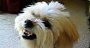 Crazy Dog