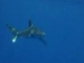 New "sharks" of the Brothers