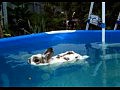 Кролик плавает в бассейне