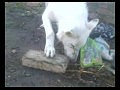 Swiss Shepherd in ecstasy/����������� ������� � �������