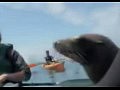 ������ ������� ��� ������ ���� ������
