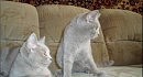 cats 0001