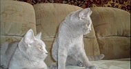 cats 0001