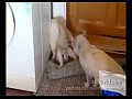 Fighting pose - Capoeira Cat (������ ������)