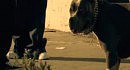 Bruno Mars - Grenade Official Music Video