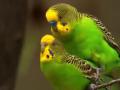 ���������: ������ �������� / Australia: Land of Parrots