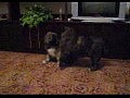 ����� ���������� �������