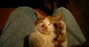 Kitty Comb