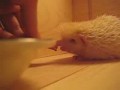 ����� ����