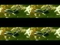 Sister Siren feat. Green Grey - 3DEO