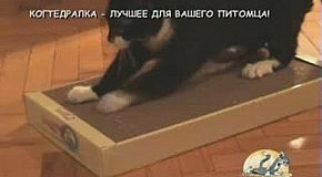 ����� ����� ��-�� ����������
