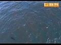 � ������� ���-����������� �������� �����