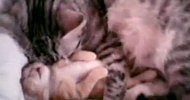Cat mom hugs baby kitten