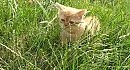 ������ ������ � �����