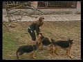 Kantor, Great German Shepherd dog