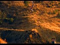 �������� ��������� (Freestyle motocross)