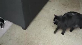��� ����������� ���� �����