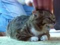 ���������� ����� ��� ��� (Lil Bub)