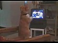 ��� ������� ����) �����)) (Cat Watching Boxing)