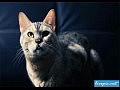 ������� �����. ����� ����������