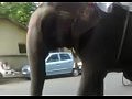 Слон сбил велосипедиста