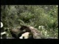 Josh Groban Panda Sex Song - "Panda Love"