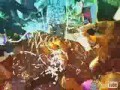 Shop Boyz - Party Like A Rock Star