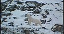 The Knife - N.Y. Hotel - Polar Bear Version