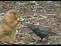 � ������� ������� ������� (funny fat Spermophilus)