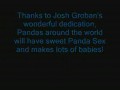 Panda Love