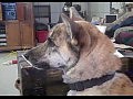 Ultimate Dog Tease