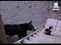 ����������� ��� ������� �������