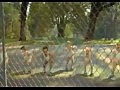 BEBES BAILANDO FUNKY TOWN