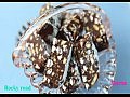 ������������� �������� Rocky road