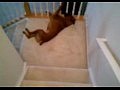 Собака спускается по лестнице
