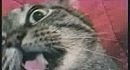 Cat speaks