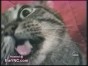 Cat speaks