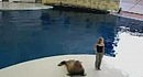 dancing walrus