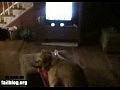 ��� � ���� �������� ������������ ���� )