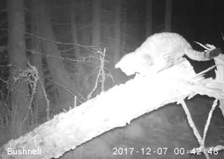 В Шотландии на камеру засняли крупнейшего лесного кота
0:41