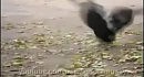 ������ - ���������