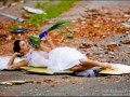 Trash the wedding dress
