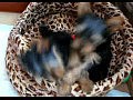 Puppies 640x480