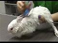 �������- �������� ����� � ����������