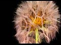 ������� ������/ The Beauty of Flowers