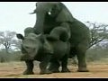 Слон насилует носорога