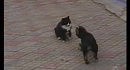 Dog vs Cat