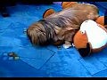 Собака уснула после бурного секса с игрушкой